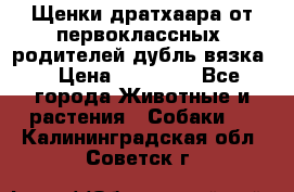 Щенки дратхаара от первоклассных  родителей(дубль вязка) › Цена ­ 22 000 - Все города Животные и растения » Собаки   . Калининградская обл.,Советск г.